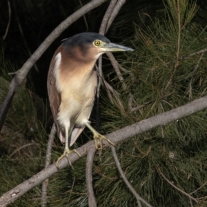 Nycticorax caledonicus at Giralang, ACT - 18 Jun 2023