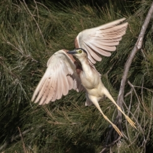 Nycticorax caledonicus at Giralang, ACT - 18 Jun 2023