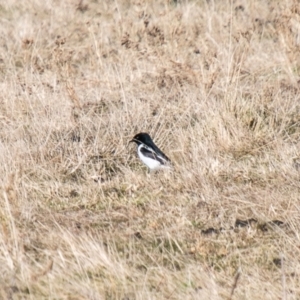 Melanodryas cucullata at Tennent, ACT - 20 Jun 2023