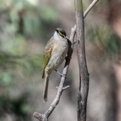 Caligavis chrysops (Yellow-faced Honeyeater) at Tennent, ACT - 20 Jun 2023 by SWishart