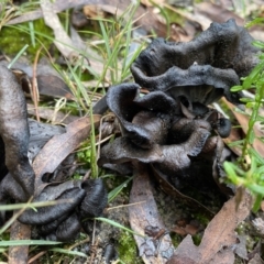 Craterellus cornucopiodes at Bundanoon, NSW - 23 May 2022 by GlossyGal