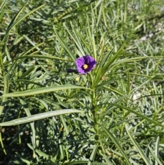 Solanum linearifolium (Kangaroo Apple) at The Pinnacle - 19 Jun 2023 by sangio7