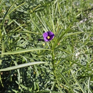 Solanum linearifolium at Hawker, ACT - 20 Jun 2023 09:51 AM