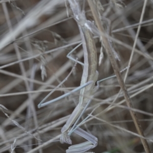 Archimantis sp. (genus) at Campbell, ACT - 10 Feb 2023