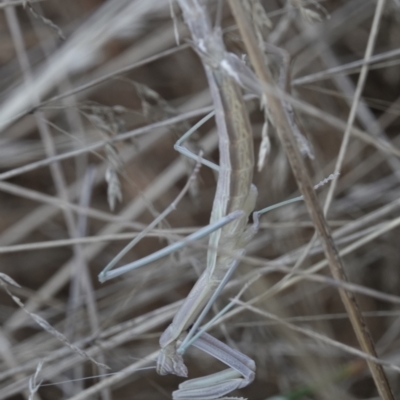 Archimantis sp. (genus) (Large Brown Mantis) at Katoomba Park, Campbell - 9 Feb 2023 by MargD