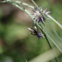 Apocrita (suborder) (Unidentified wasp) at Katoomba Park, Campbell - 9 Feb 2023 by MargD