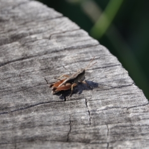 Phaulacridium vittatum at Campbell, ACT - 10 Feb 2023