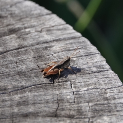 Phaulacridium vittatum (Wingless Grasshopper) at Campbell, ACT - 9 Feb 2023 by MargD