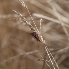 Trigonidiidae (family) (Swordtail cricket) at Campbell, ACT - 10 Feb 2023 by MargD