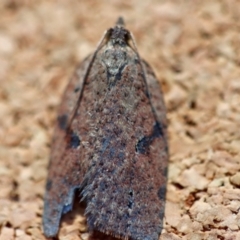 Meritastis polygraphana (Mottled Bell Moth) at Broulee Moruya Nature Observation Area - 21 Jun 2023 by LisaH