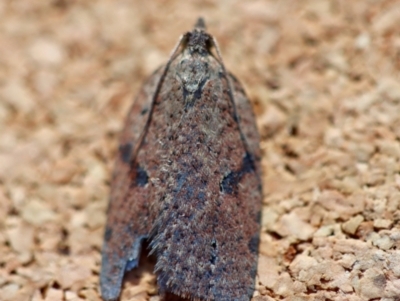 Meritastis polygraphana (Mottled Bell Moth) at Broulee Moruya Nature Observation Area - 21 Jun 2023 by LisaH