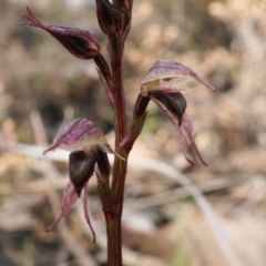 Acianthus collinus (Inland Mosquito Orchid) at Bruce, ACT - 18 Jun 2023 by shoko