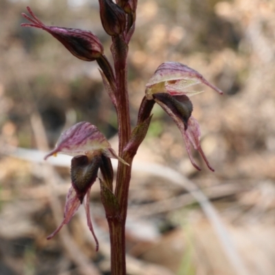 Acianthus collinus (Inland Mosquito Orchid) at Bruce, ACT - 18 Jun 2023 by shoko