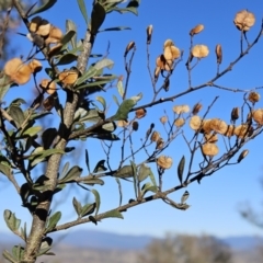 Bursaria spinosa (Native Blackthorn, Sweet Bursaria) at Molonglo Valley, ACT - 20 Jun 2023 by sangio7