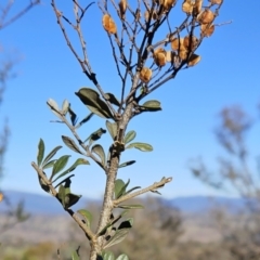 Bursaria spinosa at Molonglo Valley, ACT - 20 Jun 2023