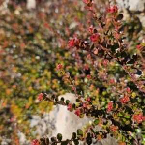 Leionema lamprophyllum subsp. obovatum at Cotter River, ACT - 21 Jun 2023