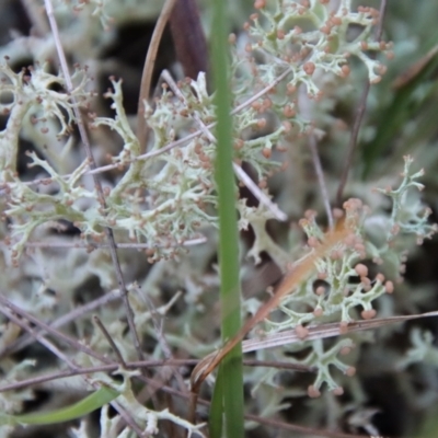 Unidentified Lichen, Moss or other Bryophyte by LisaH