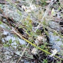 Vittadinia cuneata var. cuneata at Hawker, ACT - 20 Jun 2023