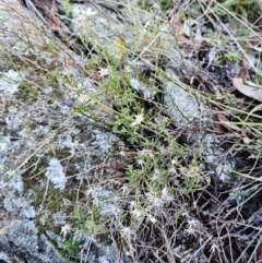 Vittadinia cuneata var. cuneata at Hawker, ACT - 20 Jun 2023