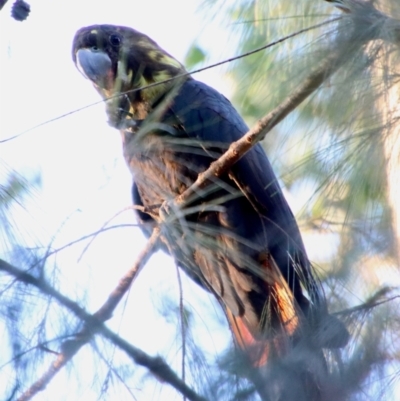 Calyptorhynchus lathami lathami (Glossy Black-Cockatoo) at Moruya, NSW - 21 Jun 2023 by LisaH