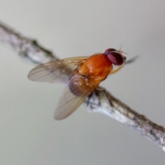 Unidentified True fly (Diptera) at Moruya, NSW - 21 Jun 2023 by LisaH