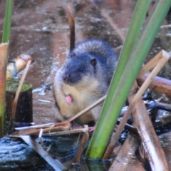 Hydromys chrysogaster (Rakali or Water Rat) at Jerrabomberra Wetlands - 21 Jun 2023 by Harrisi