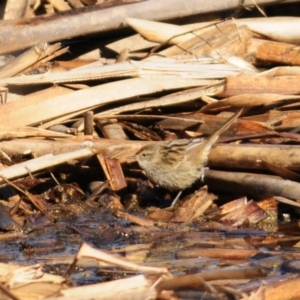 Poodytes gramineus at Fyshwick, ACT - 20 Jun 2023 11:56 AM