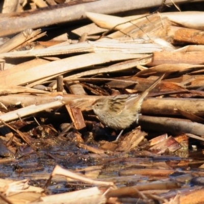 Poodytes gramineus (Little Grassbird) at Jerrabomberra Wetlands - 20 Jun 2023 by Harrisi