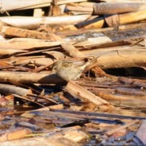 Poodytes gramineus at Fyshwick, ACT - 20 Jun 2023 11:56 AM