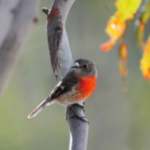 Petroica boodang at Rendezvous Creek, ACT - 14 Jun 2023 11:14 AM