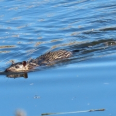 Hydromys chrysogaster (Rakali or Water Rat) at Jerrabomberra Wetlands - 21 Jun 2023 by RodDeb