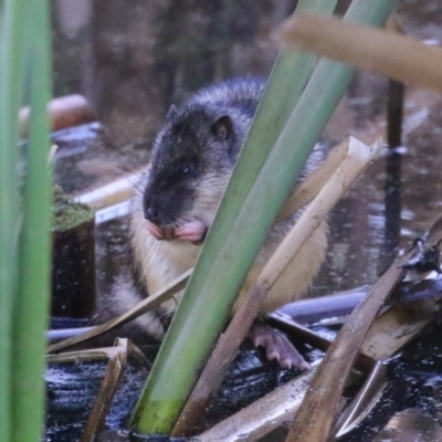 Hydromys chrysogaster (Rakali or Water Rat) at Jerrabomberra Wetlands - 21 Jun 2023 by RodDeb