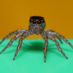 Salticidae (family) (Jumping spider) at Wellington Point, QLD - 17 Jun 2023 by TimL