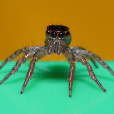 Salticidae (family) (Jumping spider) at Wellington Point, QLD - 17 Jun 2023 by TimL