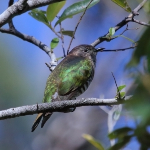 Chalcites lucidus at Capalaba, QLD - 21 Jun 2023 11:00 AM