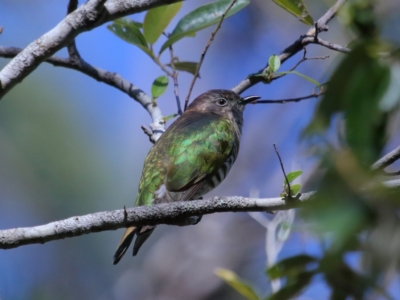 Chrysococcyx lucidus (Shining Bronze-Cuckoo) at Capalaba, QLD - 21 Jun 2023 by TimL