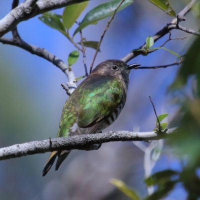 Chrysococcyx lucidus (Shining Bronze-Cuckoo) at Capalaba, QLD - 21 Jun 2023 by TimL