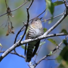 Chalcites lucidus at Capalaba, QLD - 21 Jun 2023 11:00 AM