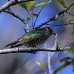 Chalcites lucidus at Capalaba, QLD - 21 Jun 2023 11:00 AM