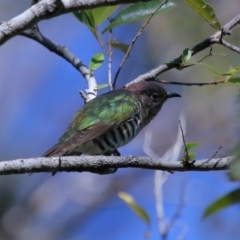Chalcites lucidus at Capalaba, QLD - 21 Jun 2023 11:00 AM