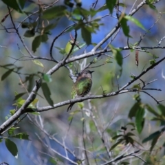 Chalcites lucidus at Capalaba, QLD - 21 Jun 2023 11:00 AM