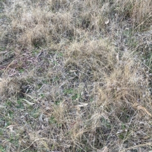 Eragrostis curvula at Hackett, ACT - 21 Jun 2023