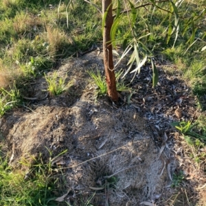 Acacia implexa at Hackett, ACT - 21 Jun 2023