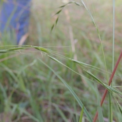 Microlaena stipoides (Weeping Grass) at Bowning, NSW - 11 Dec 2022 by michaelb