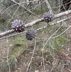 Allocasuarina littoralis (Black She-oak) at Red Rocks, NSW - 22 Jun 2023 by lbradleyKV