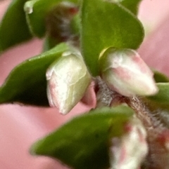 Epacris microphylla (Coral Heath) at Red Rocks, NSW - 22 Jun 2023 by lbradley