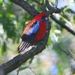 Platycercus elegans (Crimson Rosella) at Thirlmere, NSW - 20 Jun 2023 by Freebird