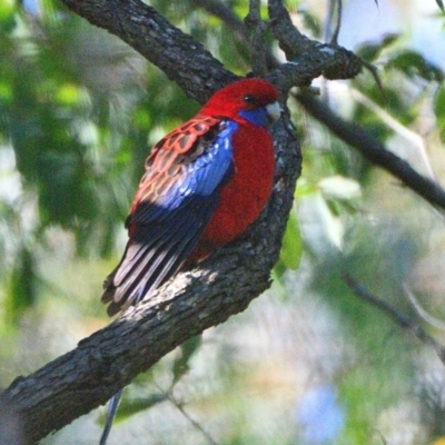 Platycercus elegans (Crimson Rosella) at Thirlmere, NSW - 20 Jun 2023 by Freebird