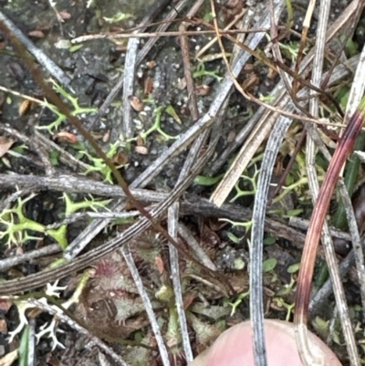Utricularia lateriflora (Small Bladderwort) at Red Rocks, NSW - 22 Jun 2023 by lbradley
