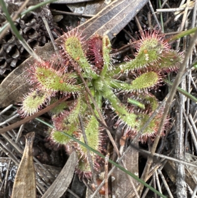 Drosera spatulata (Common Sundew) at Red Rocks, NSW - 22 Jun 2023 by lbradley